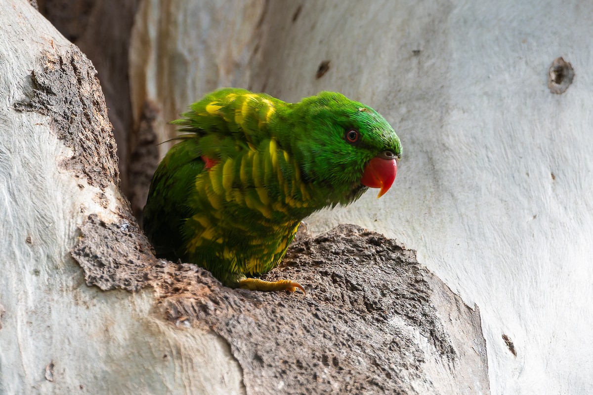 Scaly-breasted Lorikeet - ML630517636