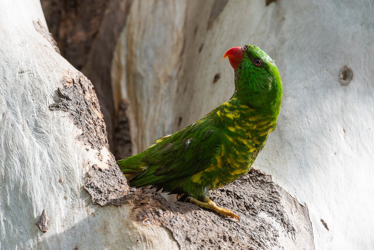 Scaly-breasted Lorikeet - ML630517639