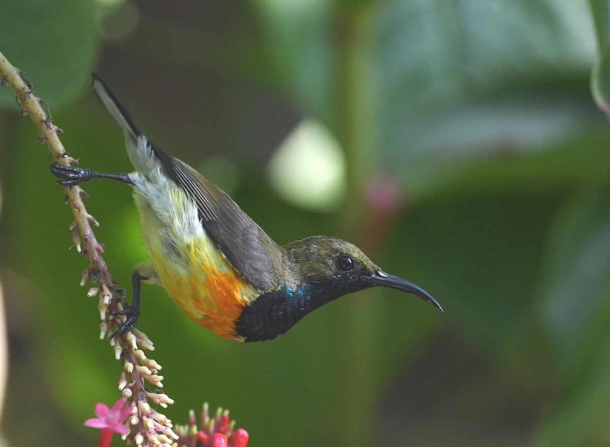 Palawan Sunbird - ML630517682