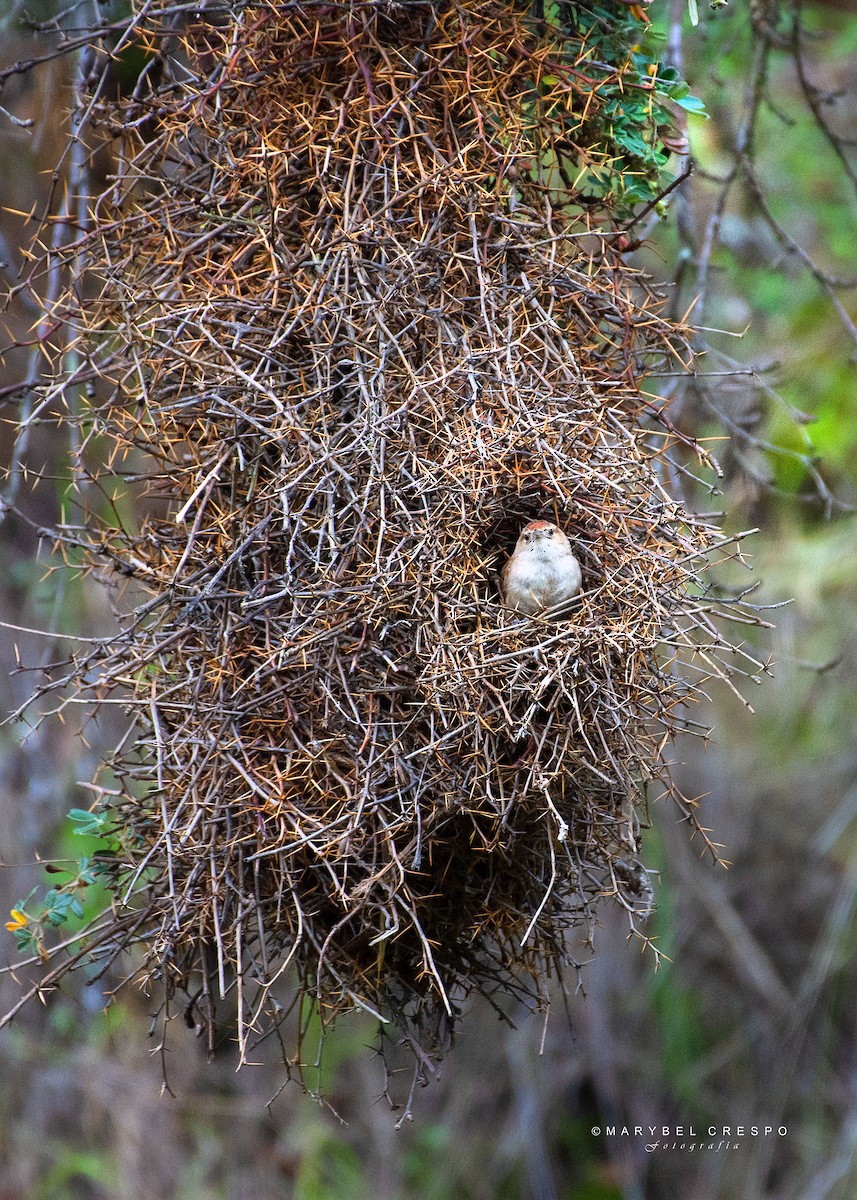 Streak-fronted Thornbird - ML630517907