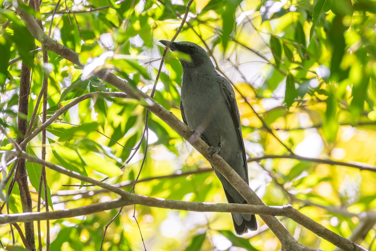Sahul Cicadabird - ML630517910