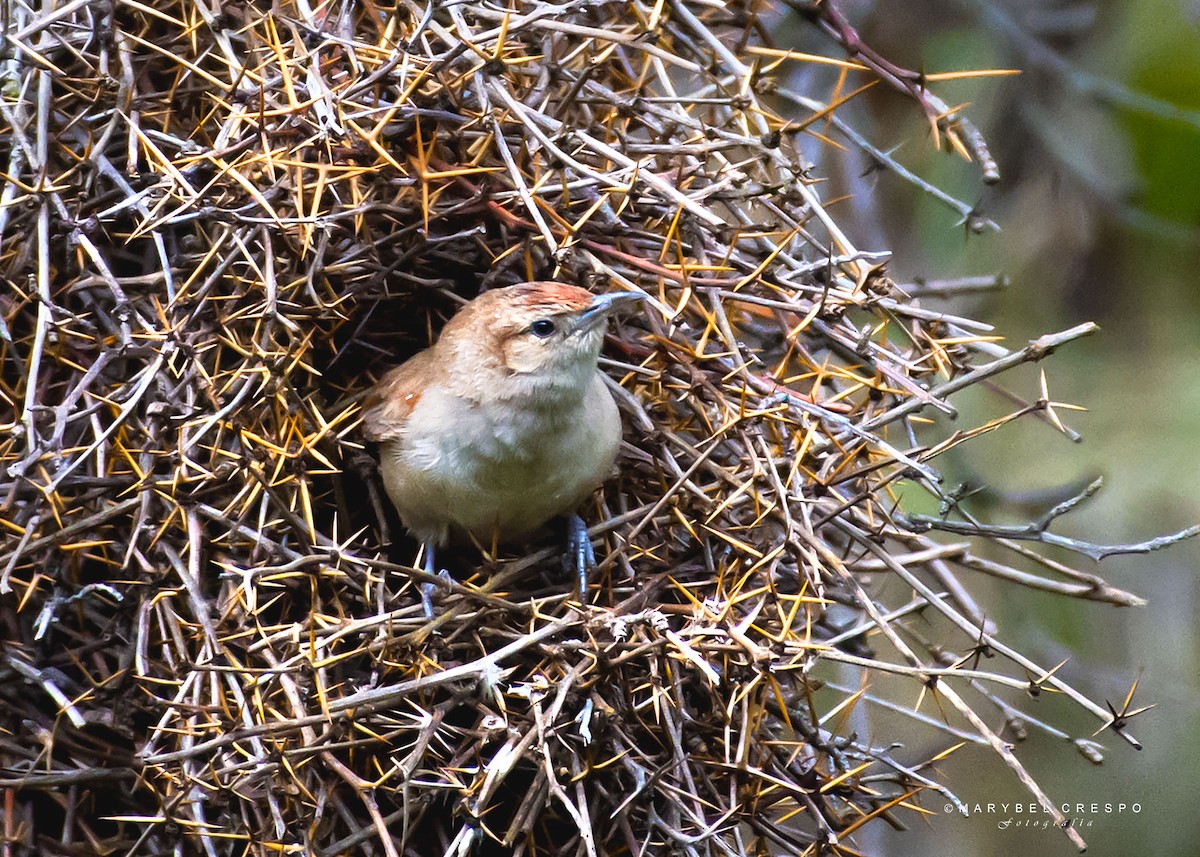 Streak-fronted Thornbird - ML630517915