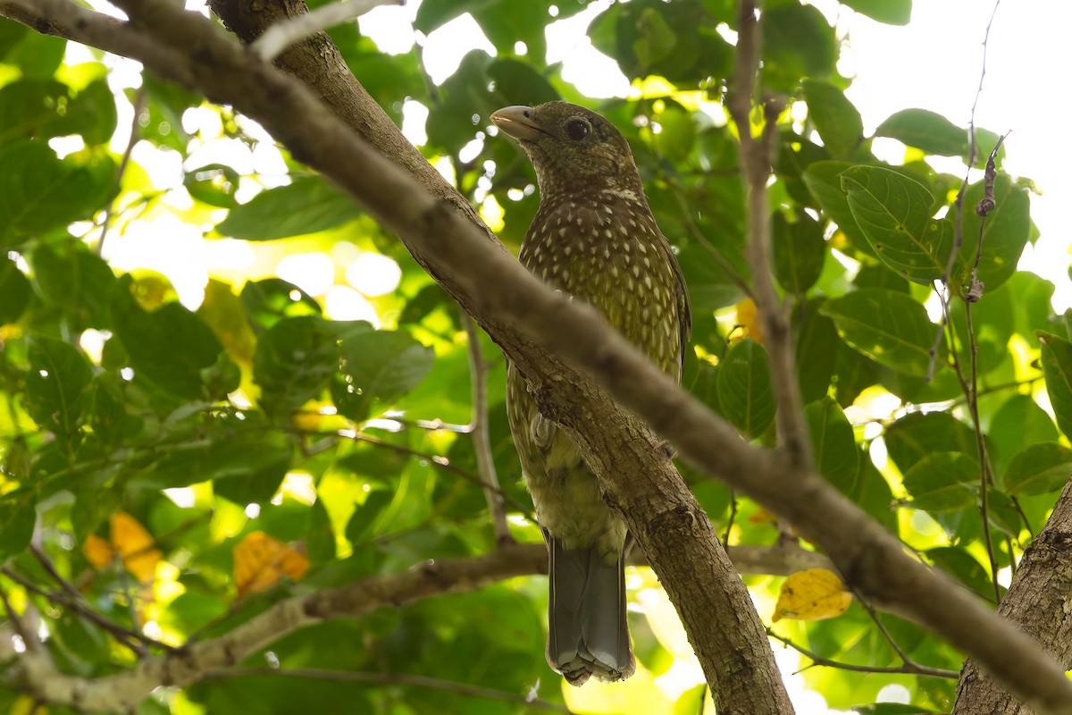 Green Catbird - ML630517931