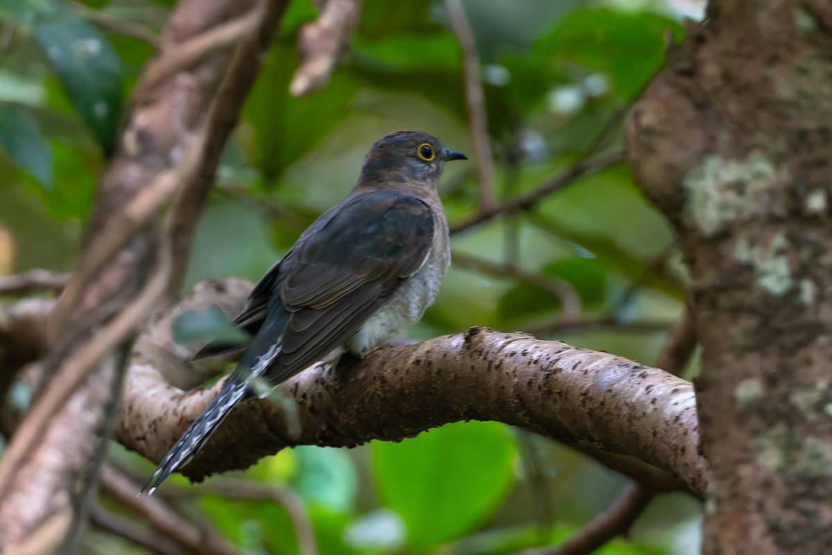 Fan-tailed Cuckoo - ML630518052
