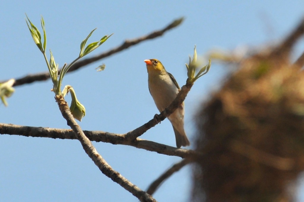 Red-headed Weaver - ML630518199