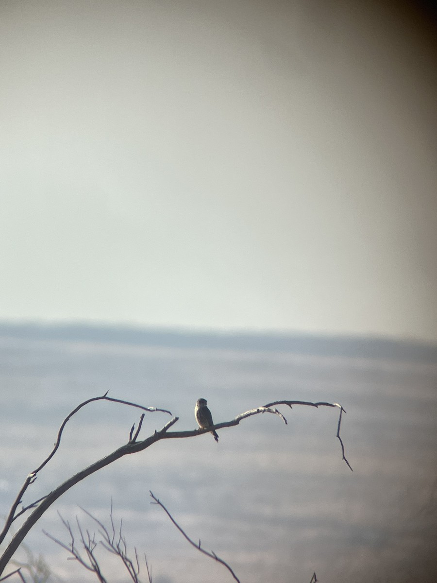 Merlin - ML630518485