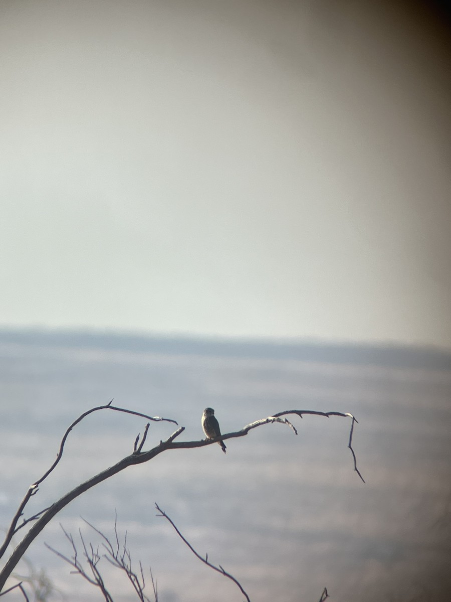 Merlin - ML630518513