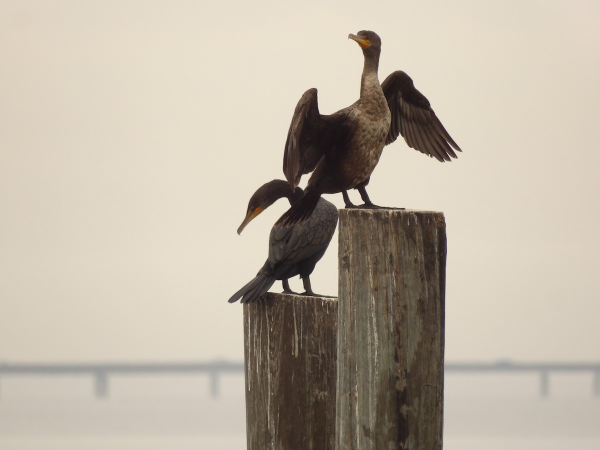 Double-crested Cormorant - ML630518807
