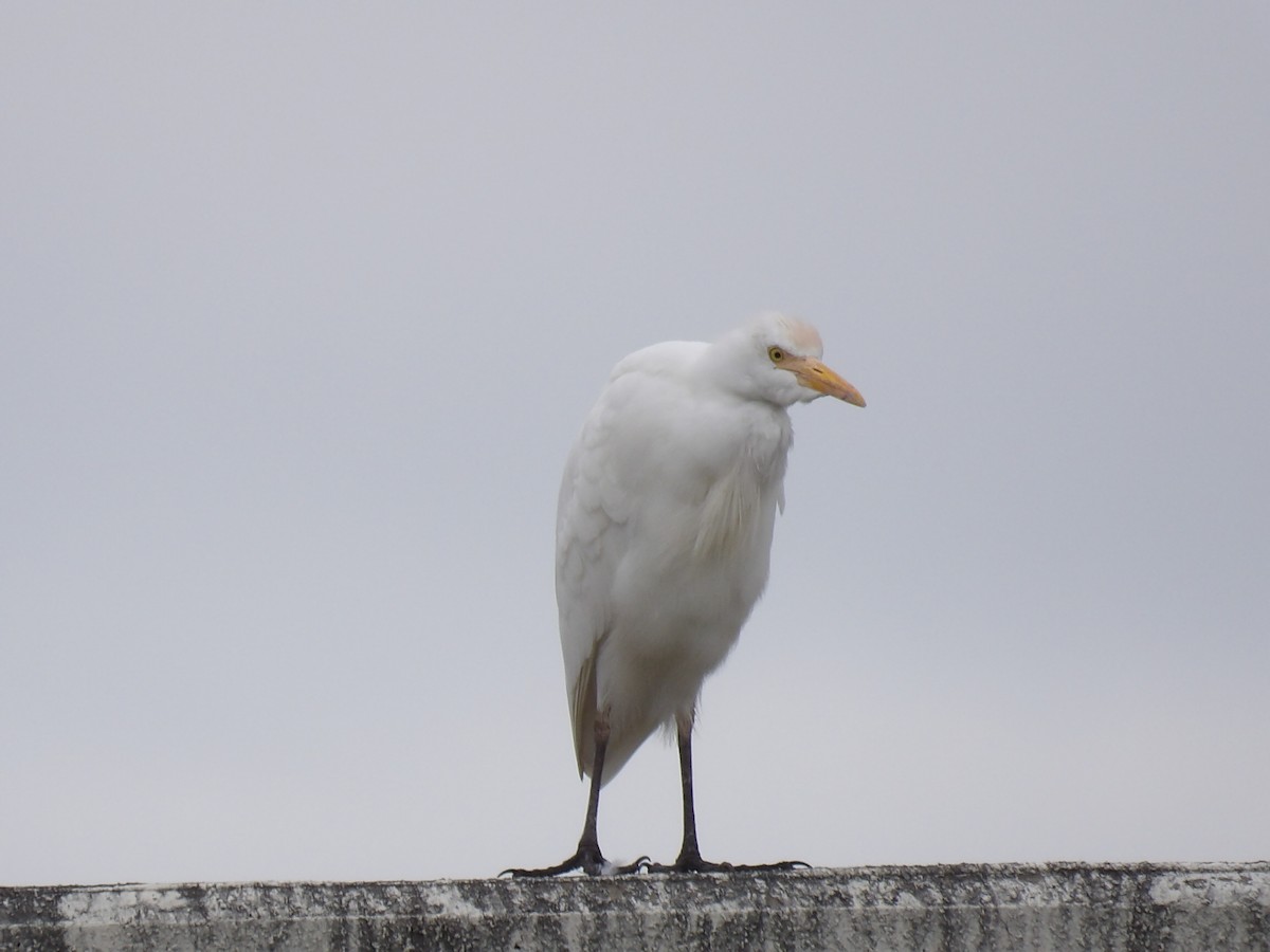 Western Cattle-Egret - ML630518872