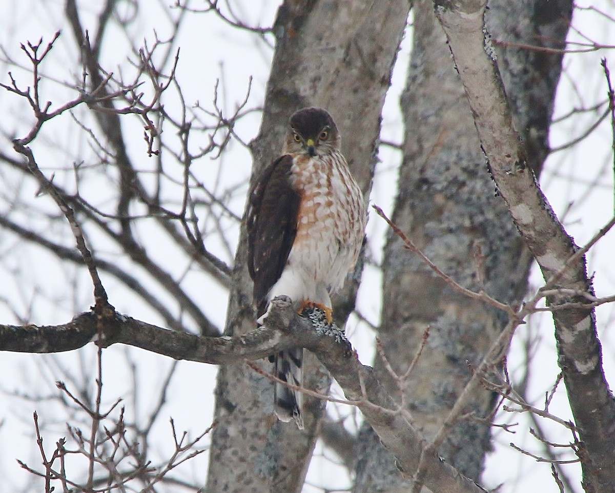 Sharp-shinned Hawk - ML630518941