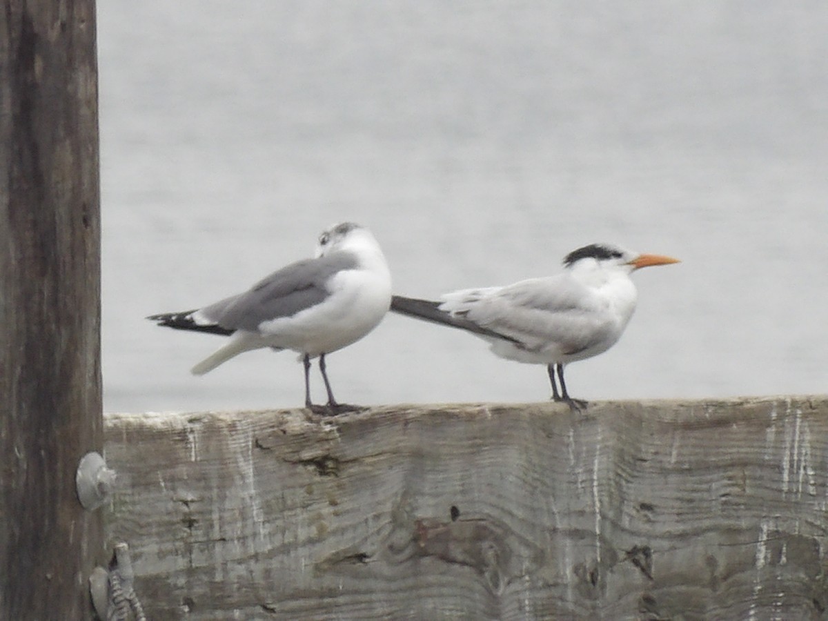Royal Tern - ML630518954