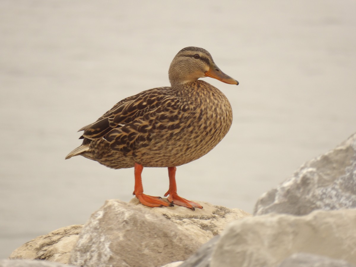 Mallard - ML630518973