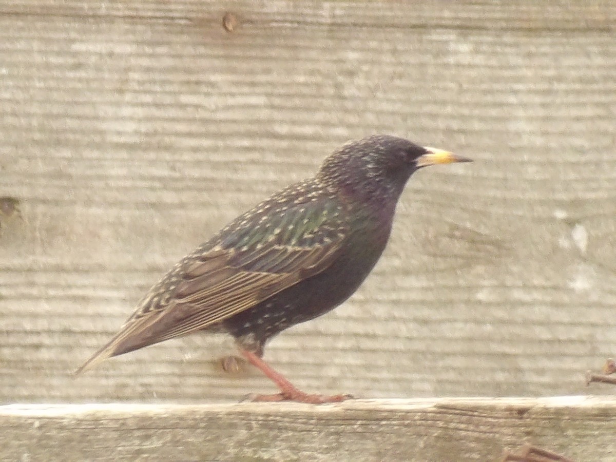 European Starling - ML630518989