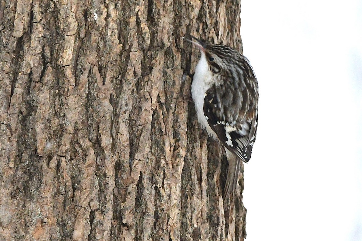 Brown Creeper - ML630519489