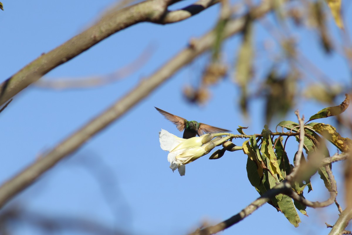 Berylline Hummingbird - ML630519492
