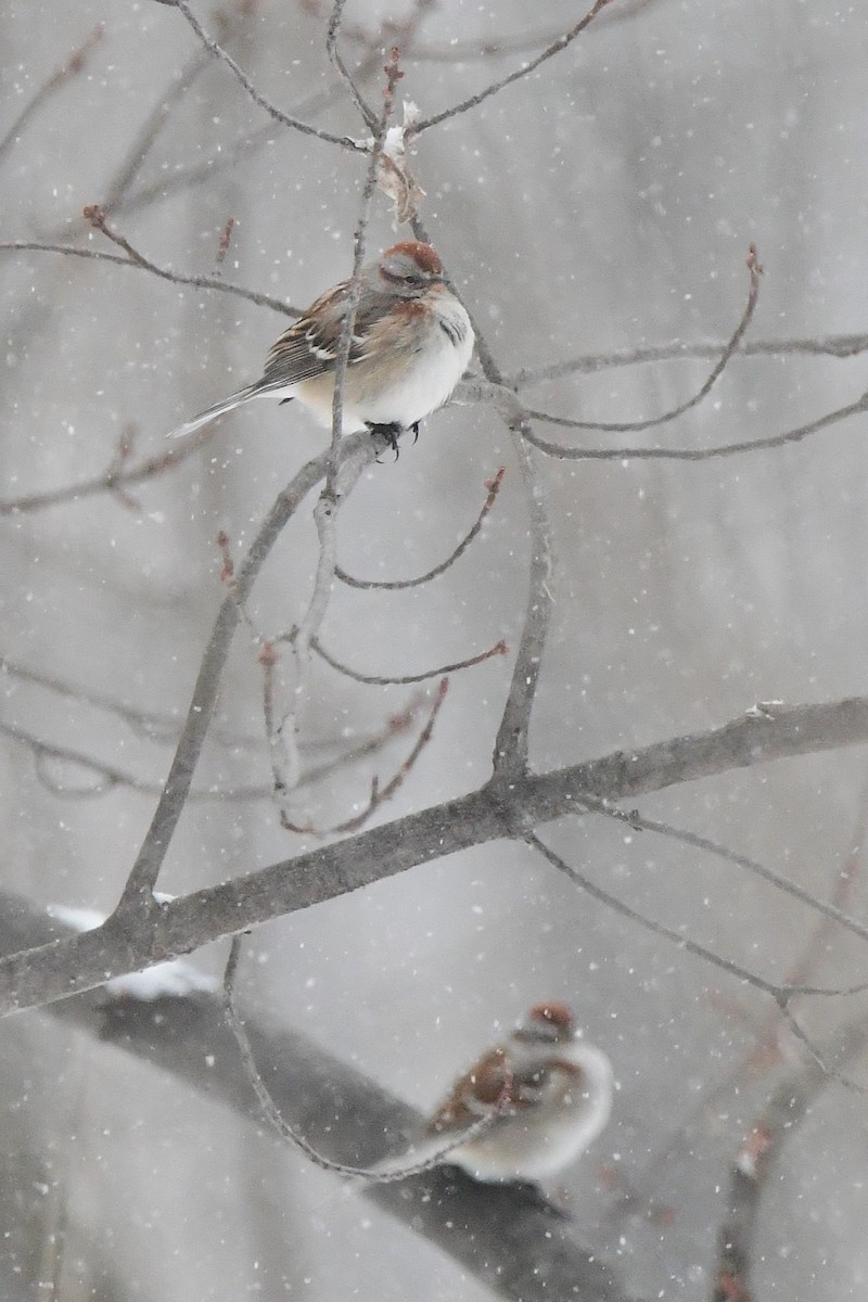 American Tree Sparrow - ML630519505