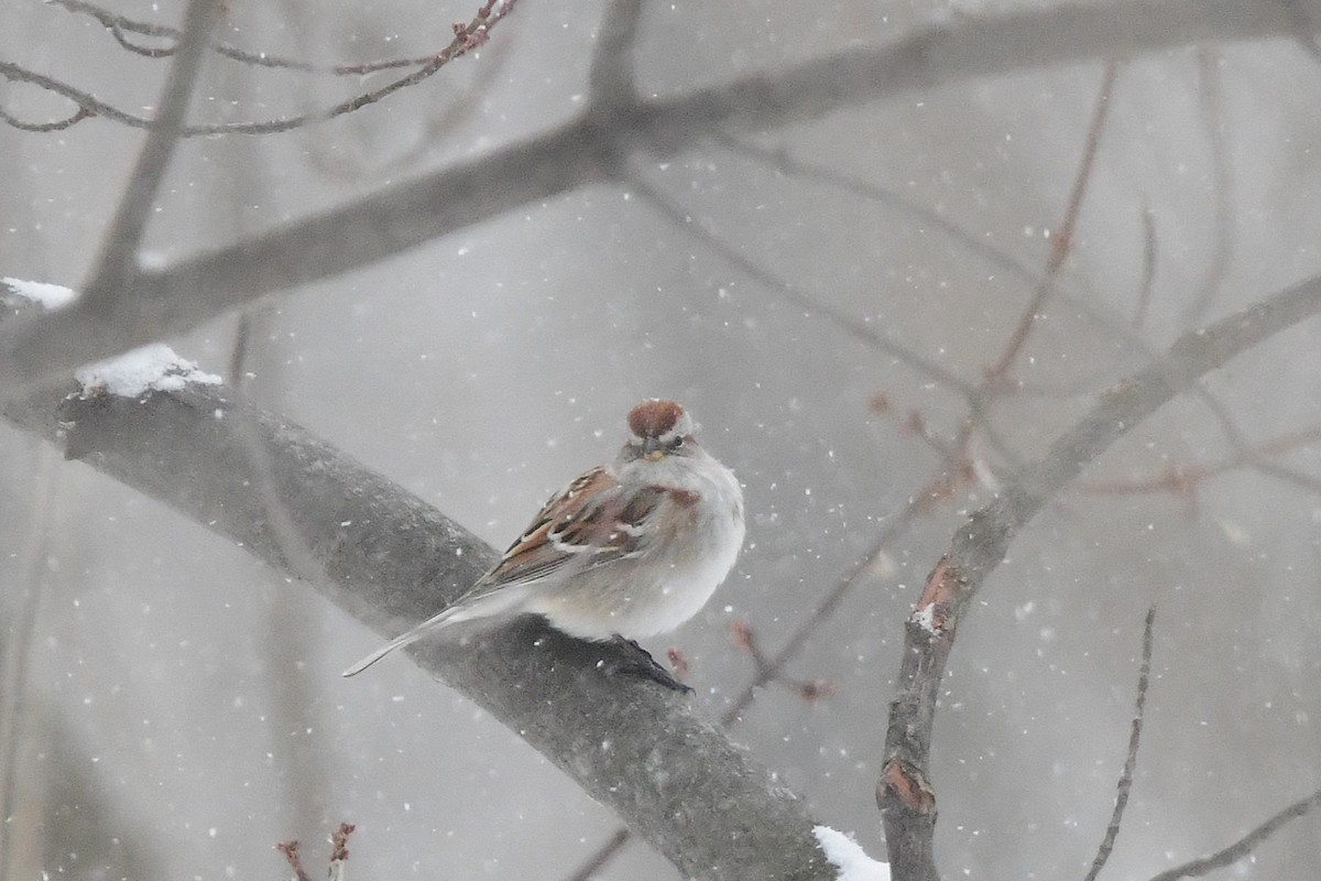 American Tree Sparrow - ML630519513