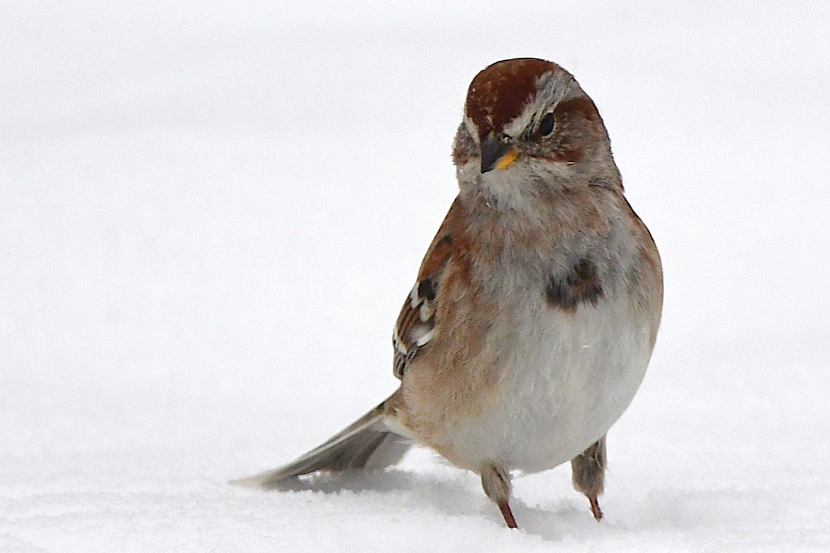 American Tree Sparrow - ML630519523