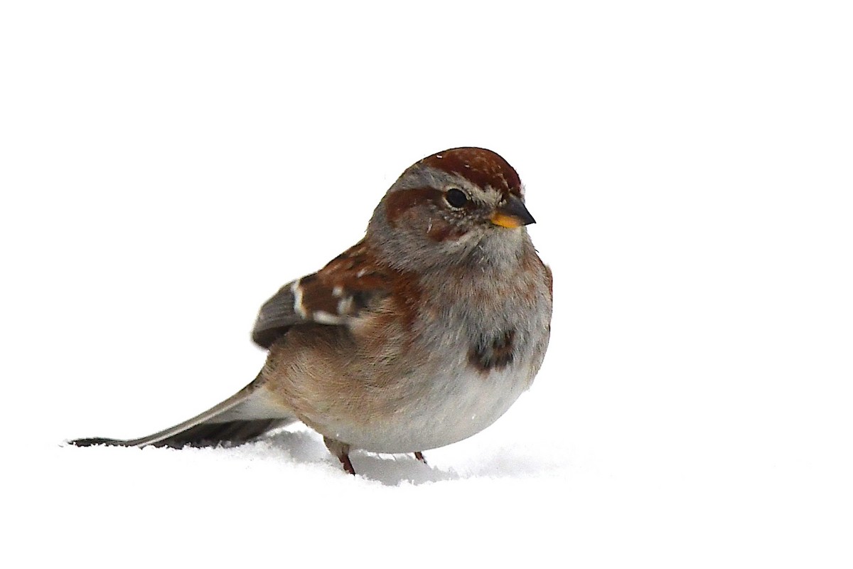 American Tree Sparrow - ML630519533