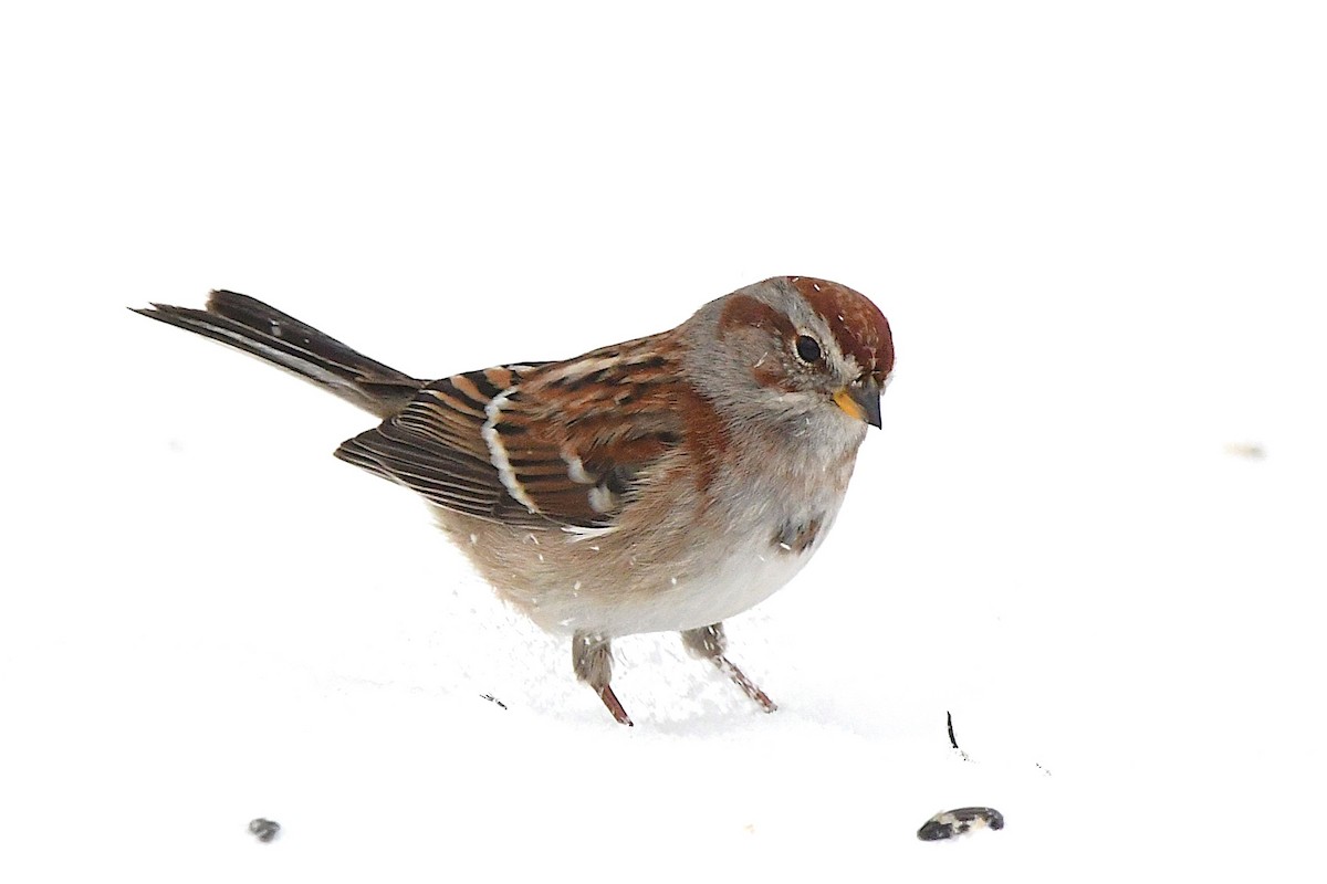 American Tree Sparrow - ML630519536