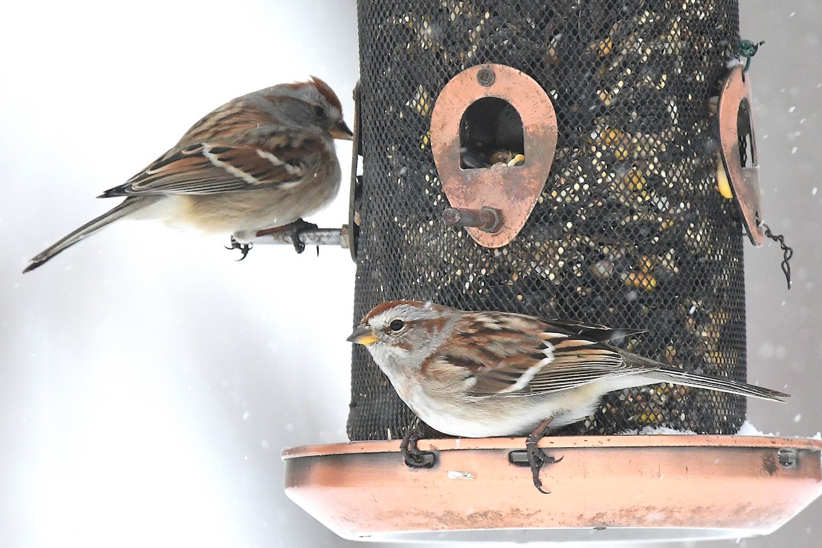 American Tree Sparrow - ML630519547