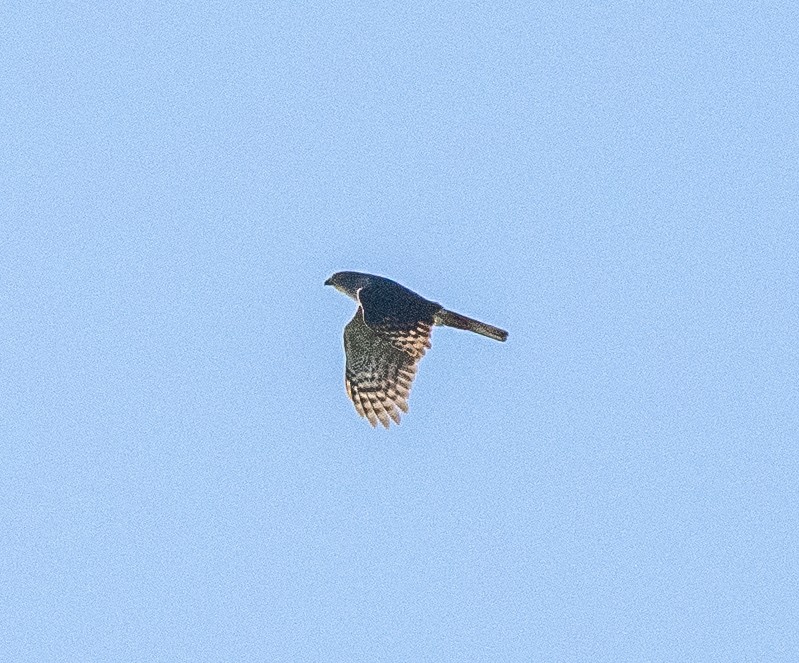 African Goshawk (Southern) - ML630519601