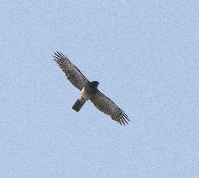 African Goshawk (Southern) - ML630519603