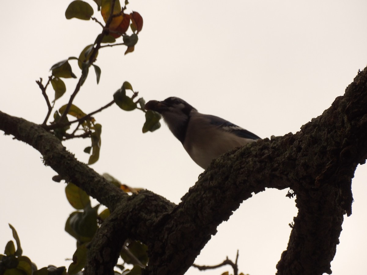 Blue Jay - ML630519631