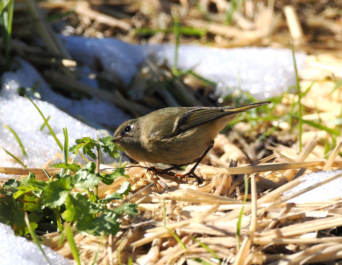 Ruby-crowned Kinglet - ML630519644
