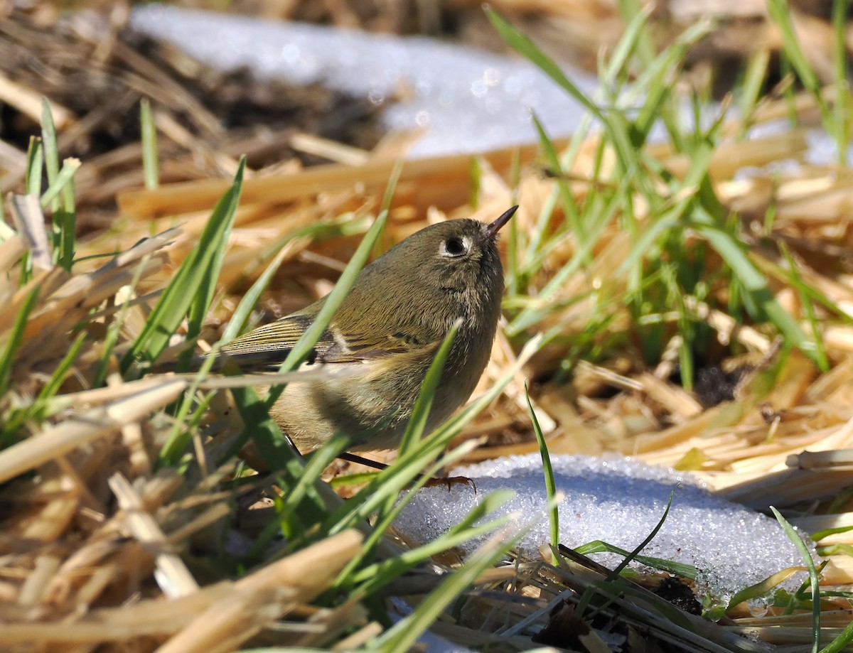 Ruby-crowned Kinglet - ML630519654