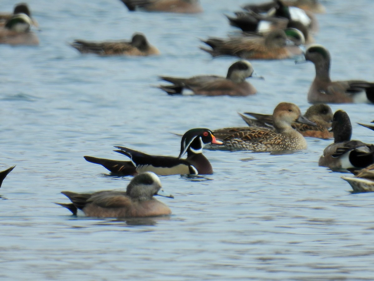 Wood Duck - ML630519669