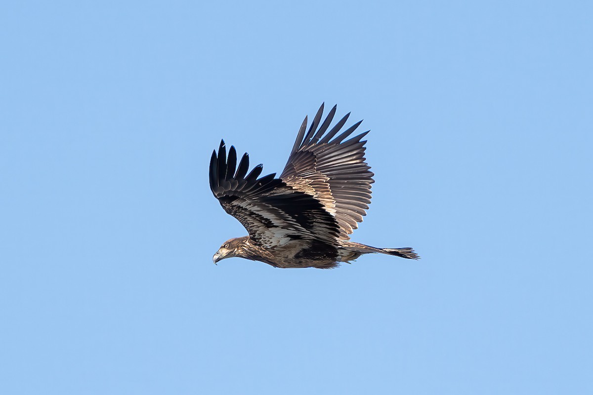 Bald Eagle - ML630519724