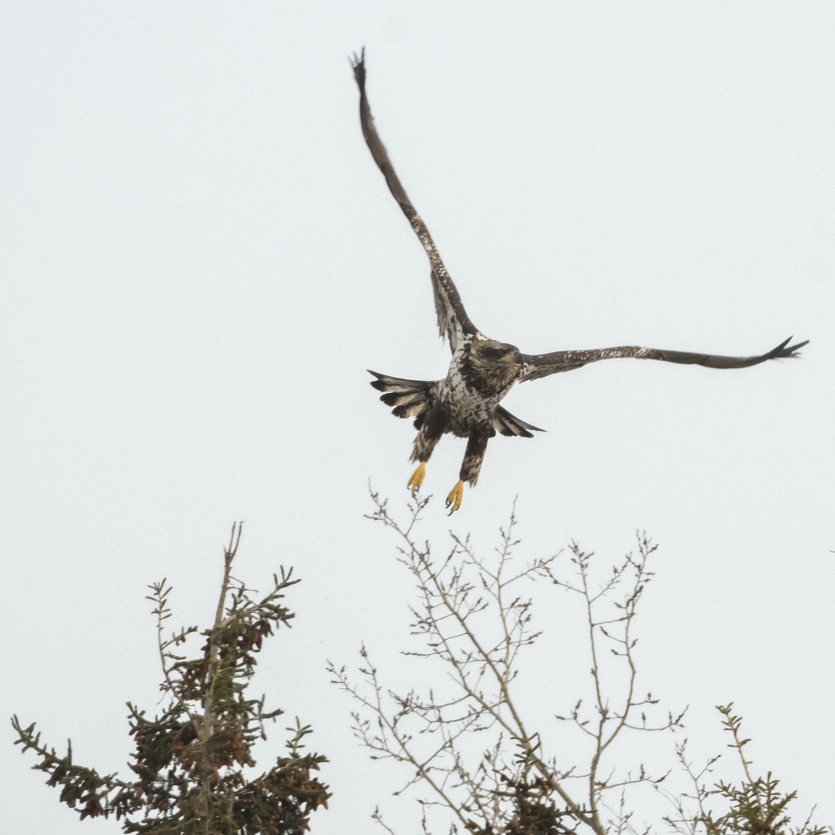Bald Eagle - ML630519974