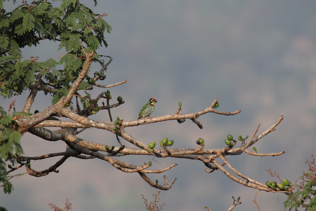 Coppersmith Barbet - ML630519976
