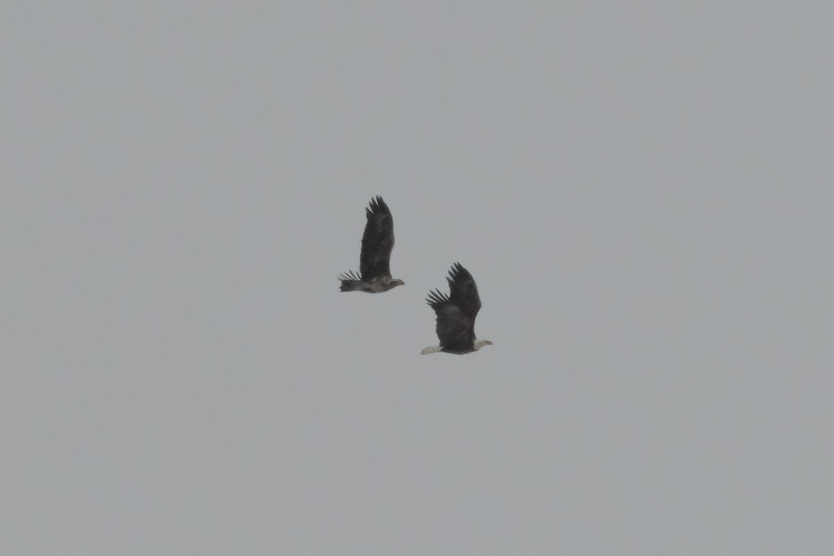 Bald Eagle - ML630519977