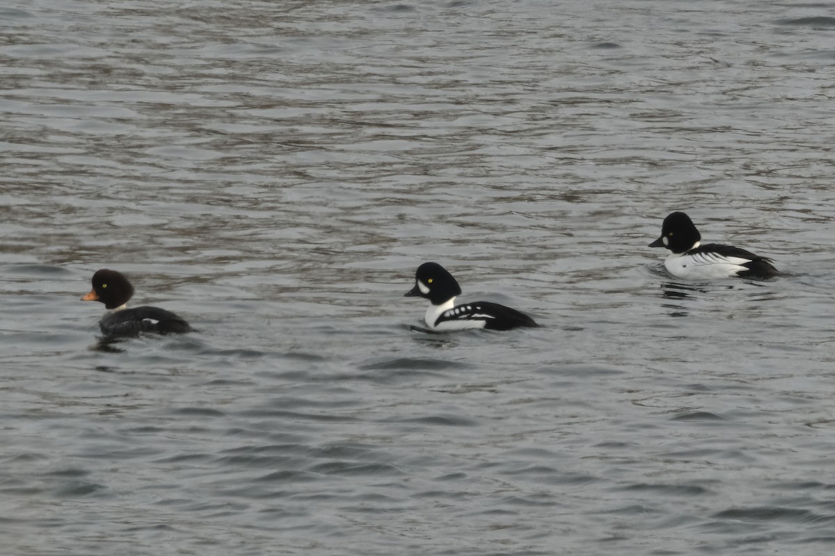 Common/Barrow's Goldeneye - ML630520036