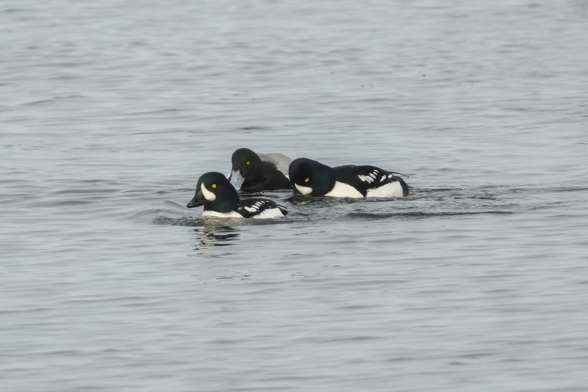 Barrow's Goldeneye - ML630520039