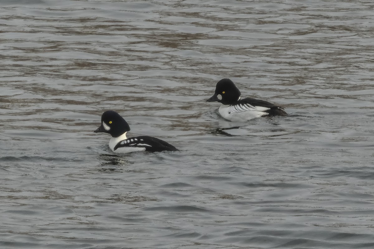 Common/Barrow's Goldeneye - ML630520046