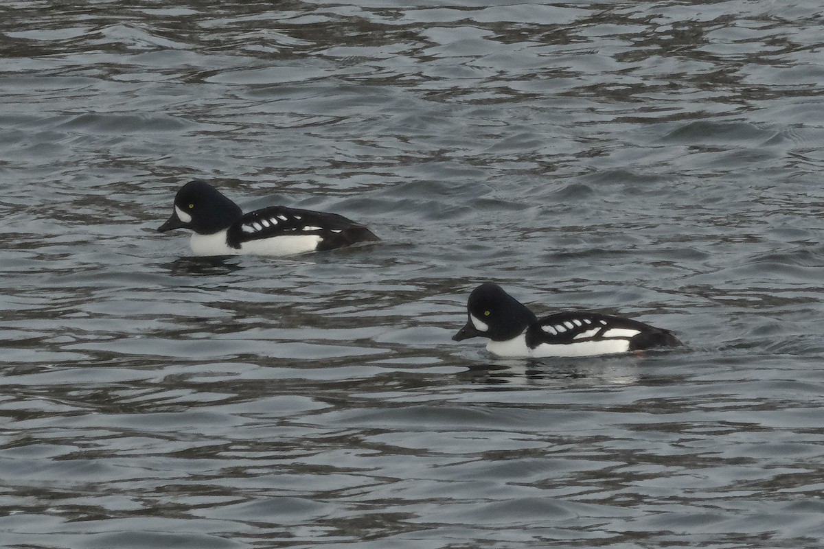 Barrow's Goldeneye - ML630520090