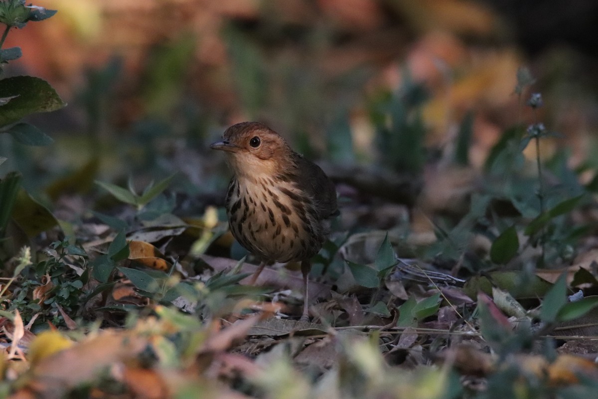 Puff-throated Babbler - ML630520308