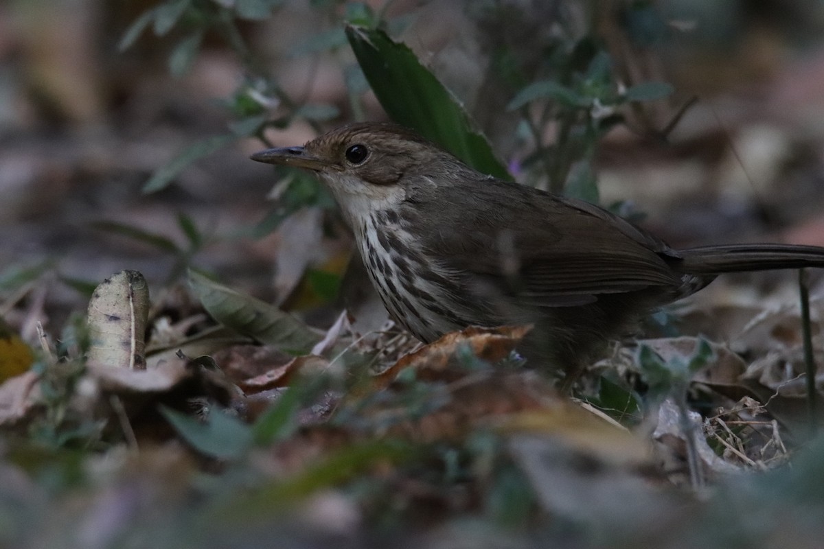 Puff-throated Babbler - ML630520309