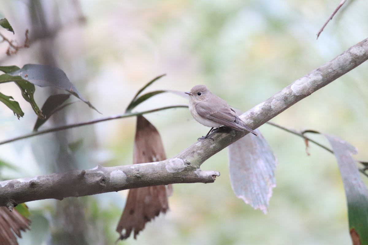 Red-breasted Flycatcher - ML630520386