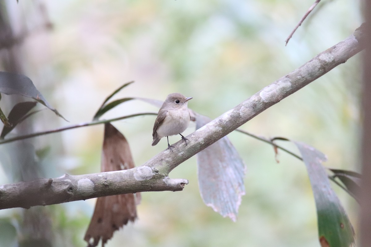 Red-breasted Flycatcher - ML630520387