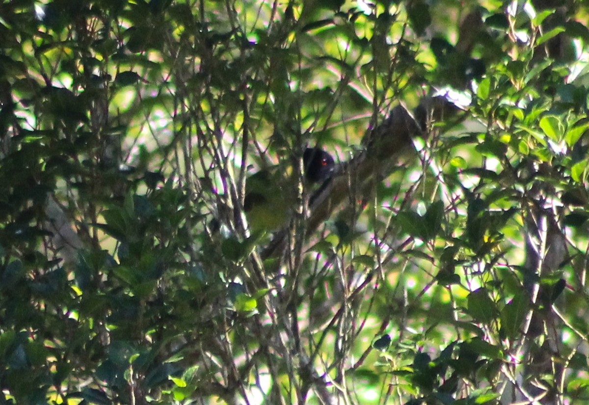 Black-headed Berryeater - ML630520499
