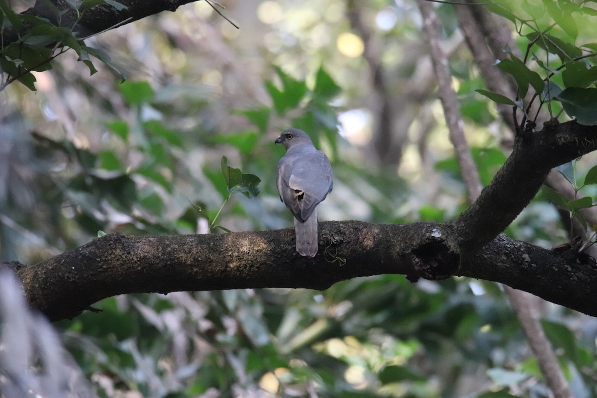 Үүрсээ харцага - ML630520548