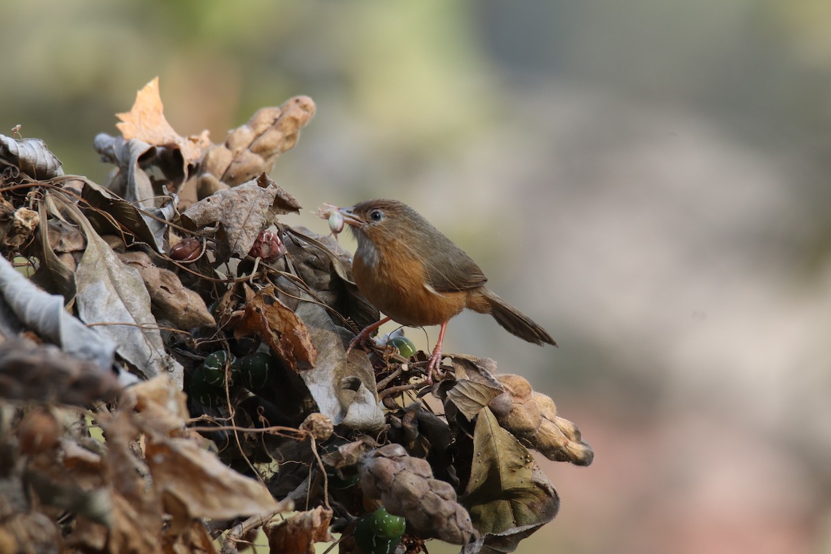 Tawny-bellied Babbler - ML630520577