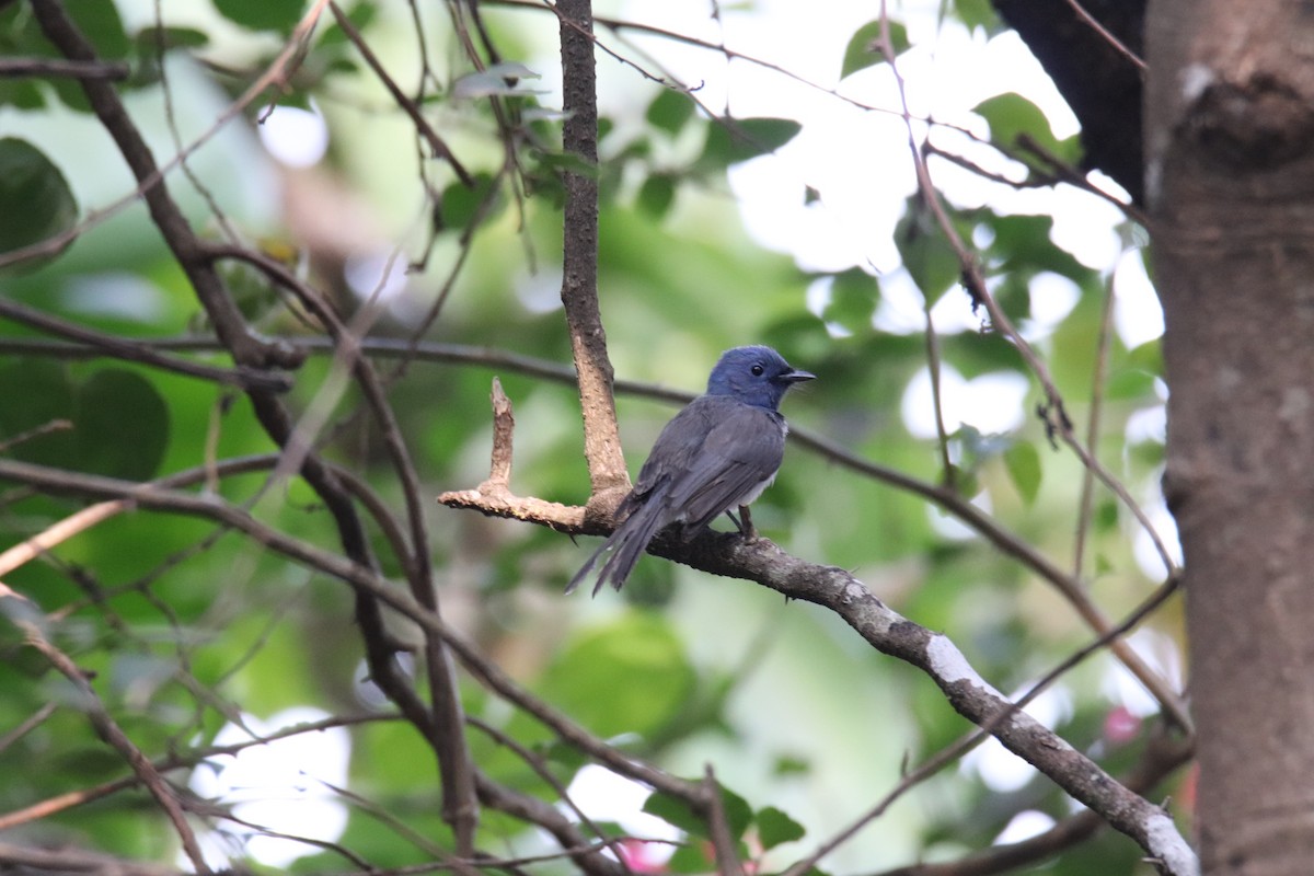 Black-naped Monarch - ML630520599