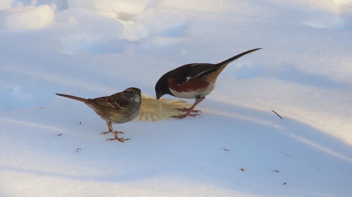 Eastern Towhee - ML630520603