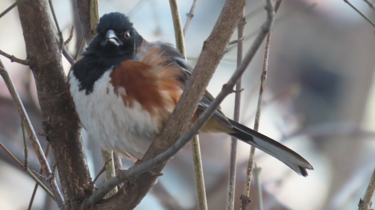 Eastern Towhee - ML630520604