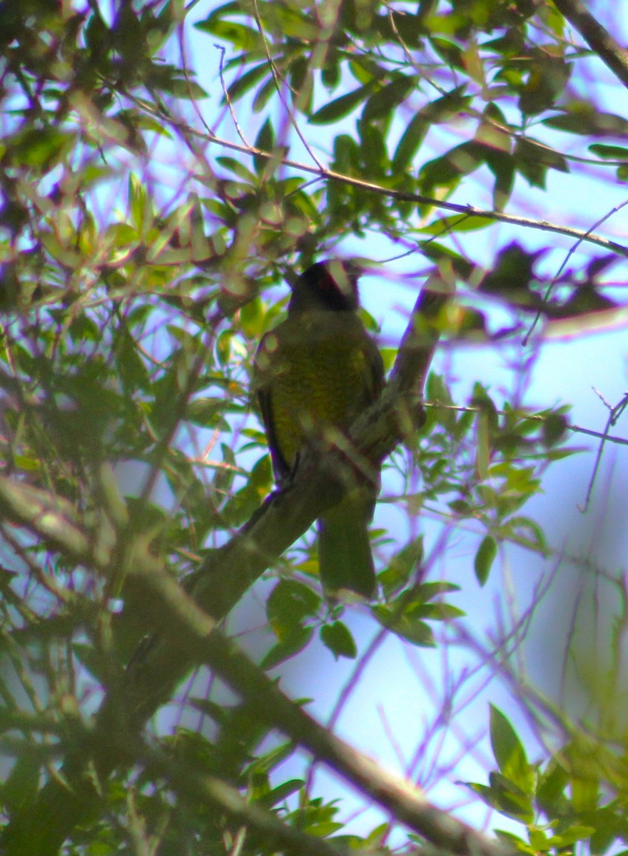 Black-headed Berryeater - ML630520616